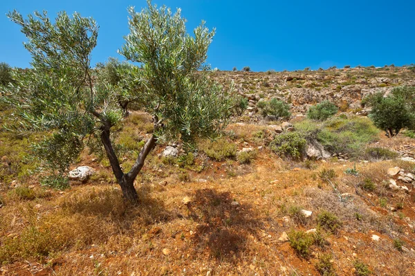 Olivový háj — Stock fotografie