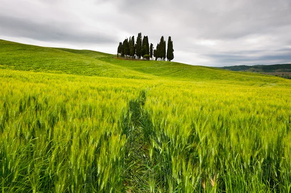 Green Meadows. Prados verdes inclinados de la Toscana — Foto de Stock