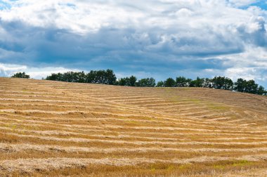 Harvest clipart