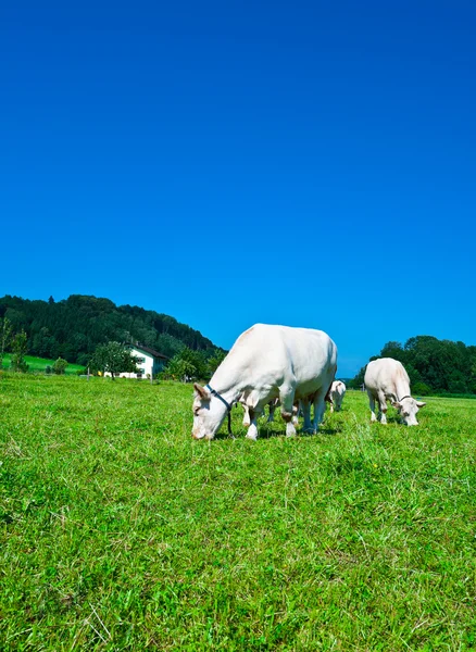 Bílé krávy — Stock fotografie