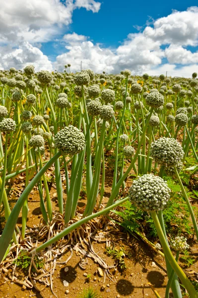Fields of Onion — Stock Photo, Image