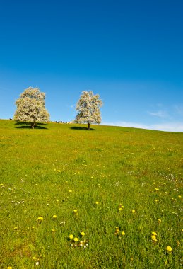 eğimli meadows