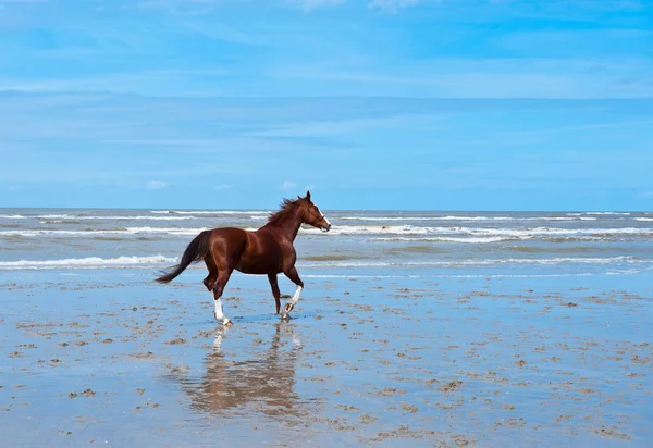 Osamělý kůň — Stock fotografie