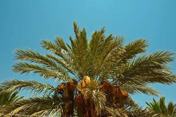 Palmier dattier — Photo