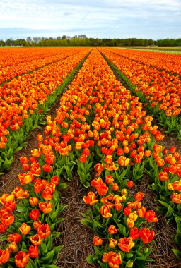 Field of Tulips clipart