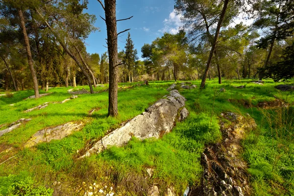 Stock image Israel in Spring