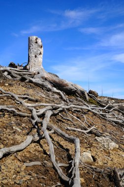 Old dead stump. clipart