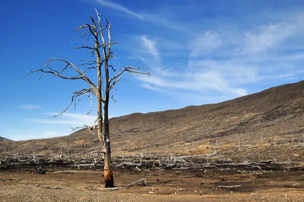 जुन्या मृत झाडे . — स्टॉक फोटो, इमेज