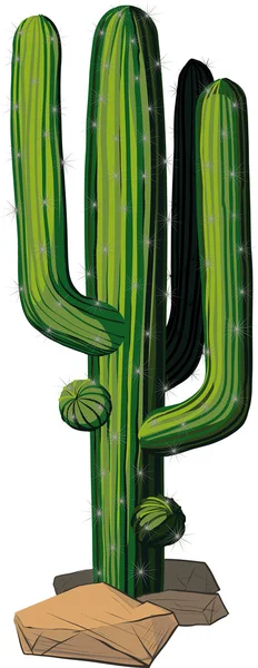 Cactus — Vector de stock