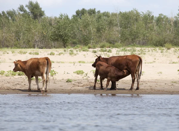 Cows at a riverbank — Stock Photo, Image