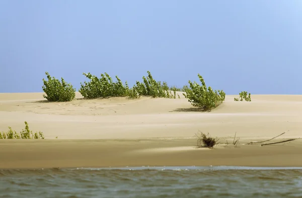 Germoglio nella sabbia — Foto Stock