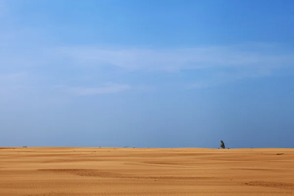砂漠の中の孤独な植物 — ストック写真