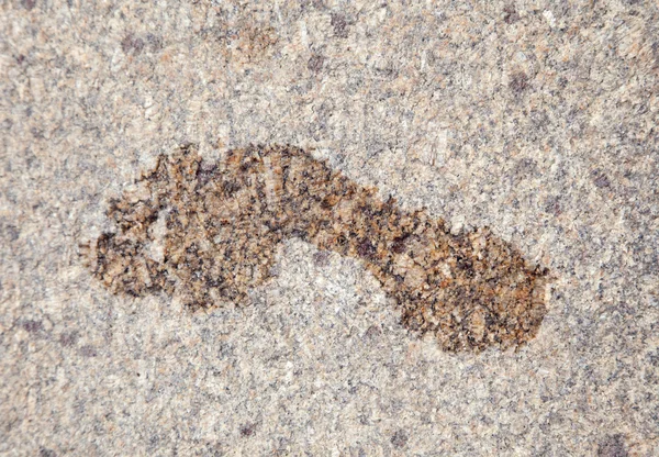 Islak ayak izi granit — Stok fotoğraf