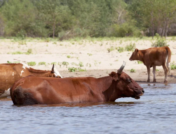 Vacas en la orilla de un río — Foto de Stock
