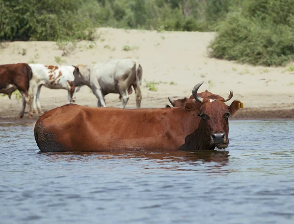 Koeien op een rivieroever — Stockfoto