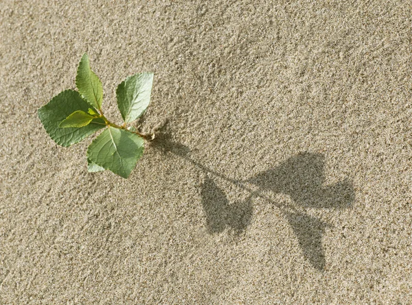 Sprout in the sand — Stock Photo, Image