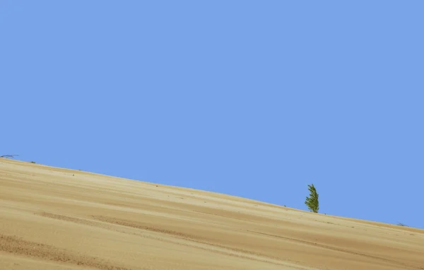 Eenzame plant in de woestijn — Stockfoto