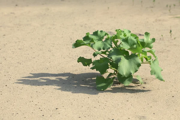 Rostlina v písku — Stock fotografie