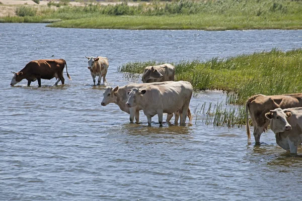 Коровы на берегу реки — стоковое фото