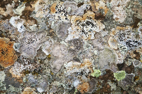 Flechten auf einem Stein — Stockfoto