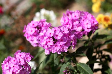 Bahçe phlox