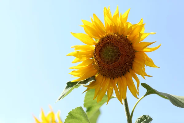 stock image Bright sunflower