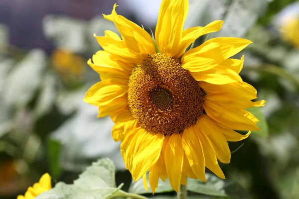 stock image Sunflower in garden