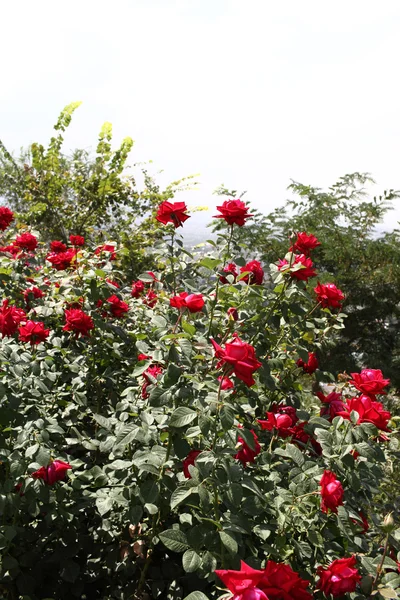 stock image Bush of red roses