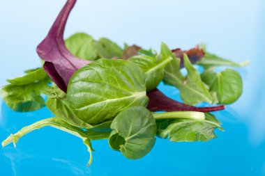 Fresh salad leaves clipart