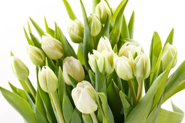 Mooie tulpen — Stockfoto