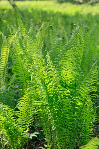 Grön ormbunke i skogen — Stockfoto