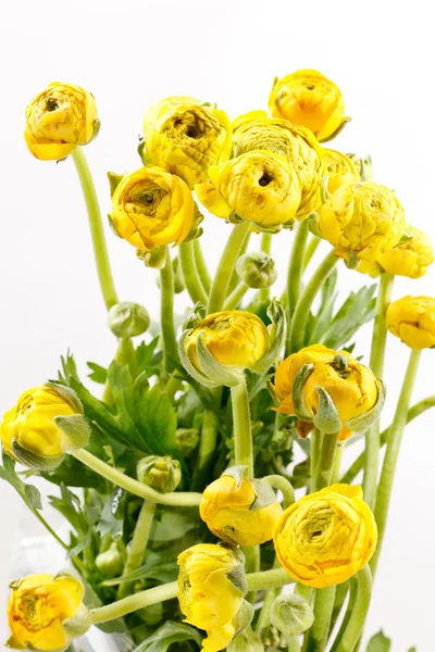 Желтый Ranunculus — стоковое фото