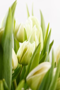 Green tulips