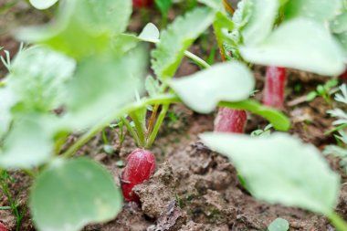 Red radish in bed clipart