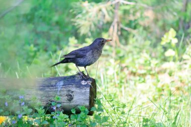 Forest bird clipart