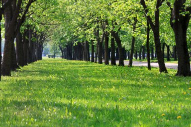 Güzel park