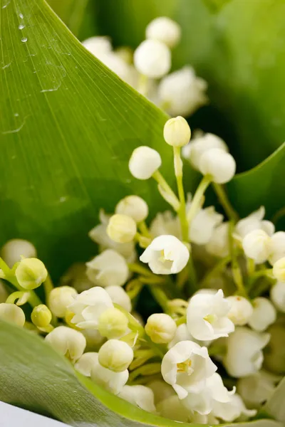 Lelie-van-de-vallei bloemen — Stockfoto