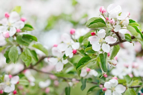 Flores de manzana rosa —  Fotos de Stock