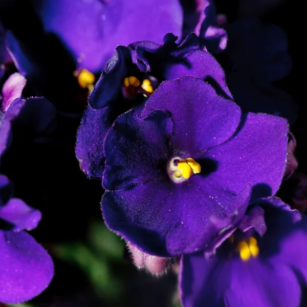 Violet Flowers — Stock Photo, Image