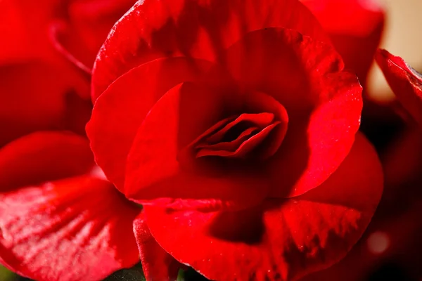 Flower of begonia — Stock Photo, Image