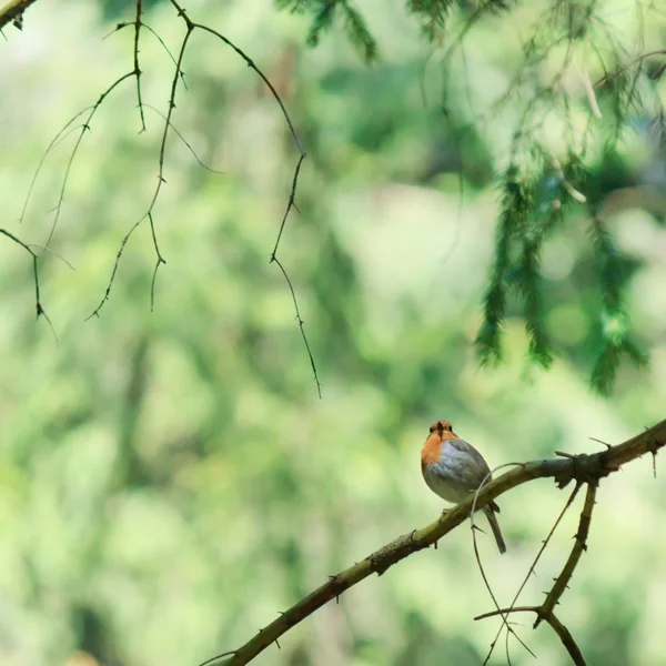Aves del bosque —  Fotos de Stock