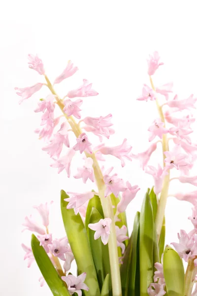 Fleurs de jacinthe — Photo