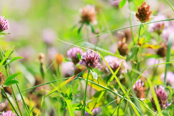 Trèfles à fleurs — Photo