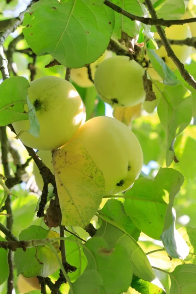 Stock image Green apples on a branch