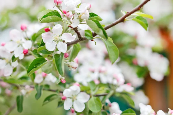 Pembe elma çiçekleri — Stok fotoğraf