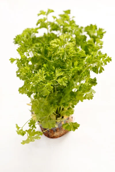 stock image Parsley on white background