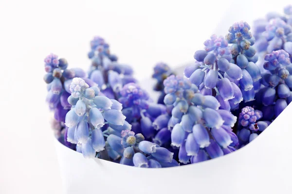 Springs flowers — Stock Photo, Image