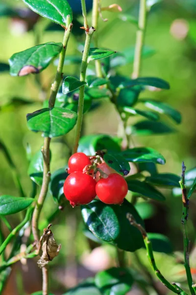 森林小红莓 — 图库照片