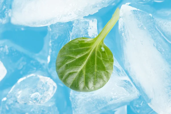 Ice and leaf — Stock Photo, Image