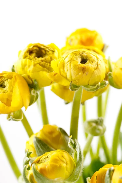 Yellow Ranunculus — Stock Photo, Image